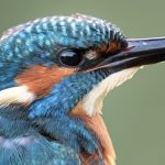 Concurso de fotografia “Ecos da Natureza” 